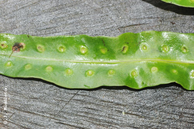 Upper frond surface