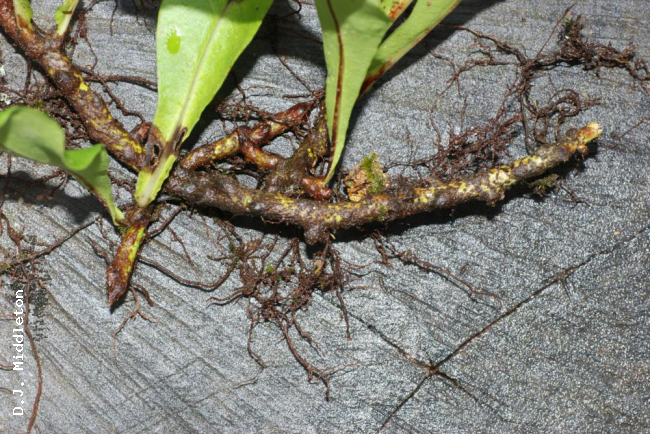 Rhizome