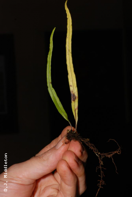 Whole plant from above