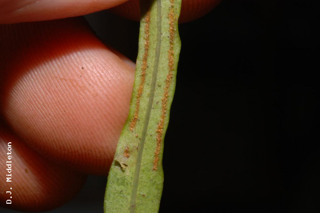 Lower surface of frond and base of sori