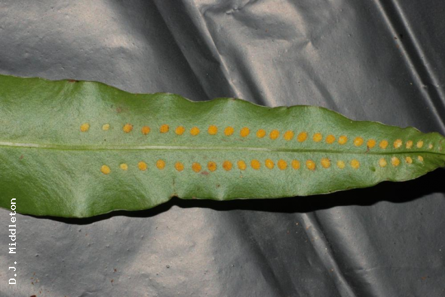 Lower surface of frond with sori
