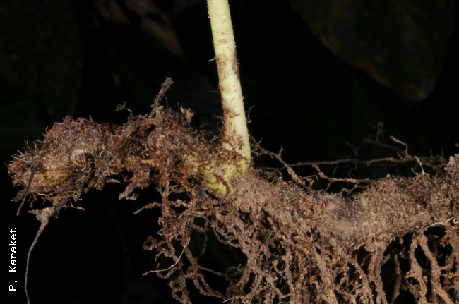 Rhizome