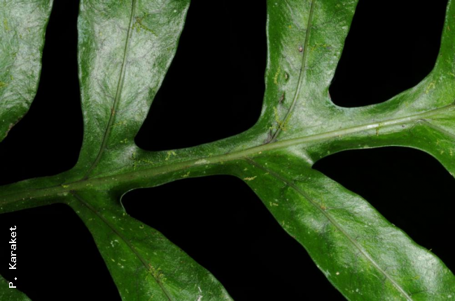 Rachis and upper frond surface