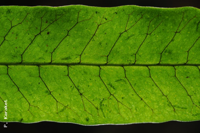 Venation