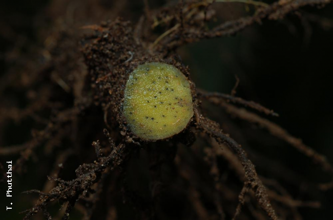 Cross section through rhizome