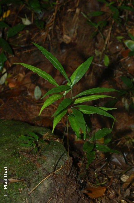 Habit