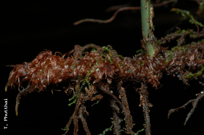 Rhizome and scales