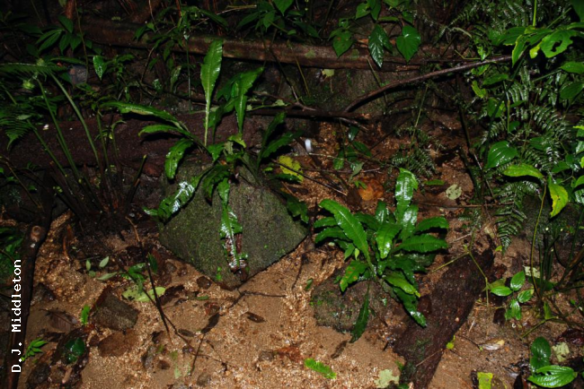 Habit