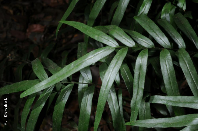 Fronds