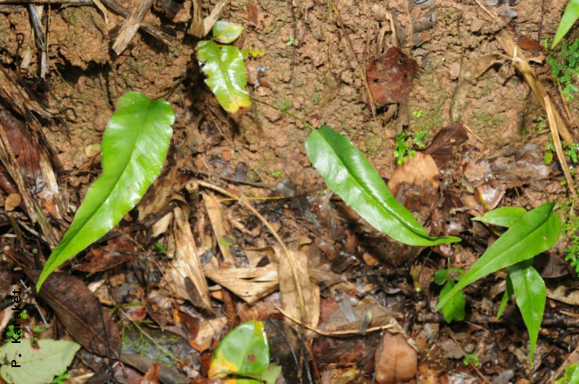 Habit of simple fronded plants