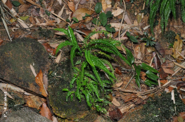 Habit