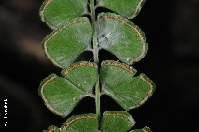 Sori of L. orbiculata var. orbiculata