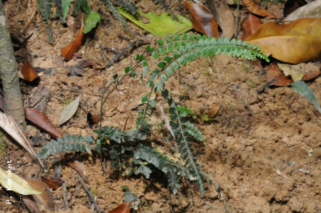 Habit of L. orbiculata var.orbiculata