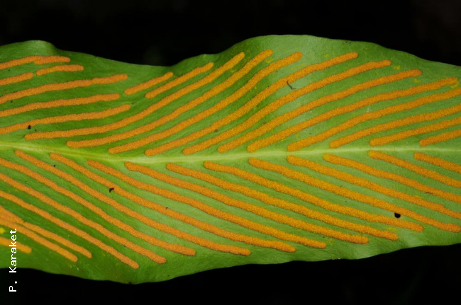 Lower frond surface and sori