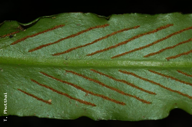 Lower surface of lamina and sori