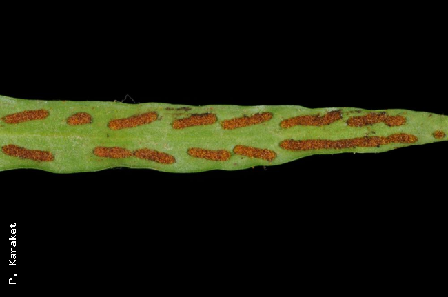 Lower surface of frond and sori