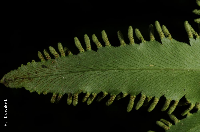 Undersurface of pinna and marginal sori