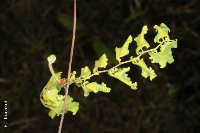 Rachis, short primary rachis branch (few mm long) and longer secondary rachis branches