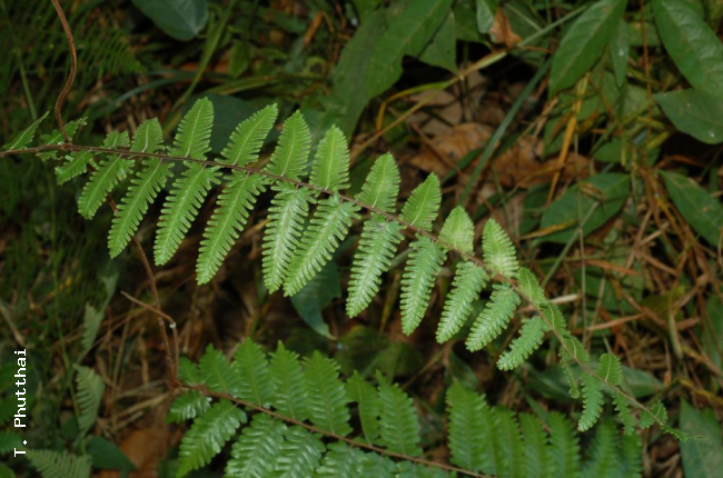 Secondary rachis branch
