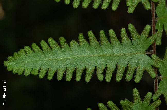 Pinnule