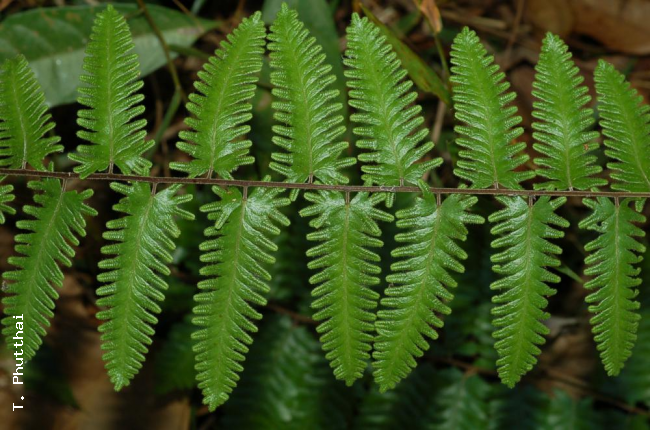 Upper surface of rachis and pinnules