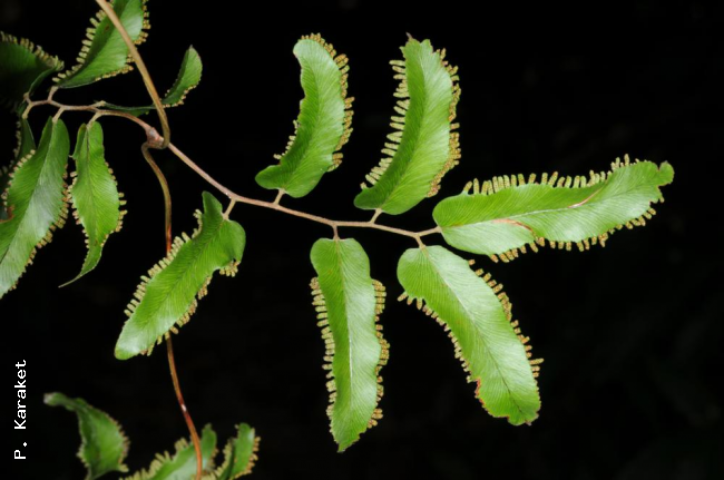 Secondry rachis branch