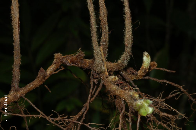 Rhizome
