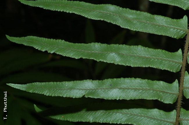 Pinnae from above