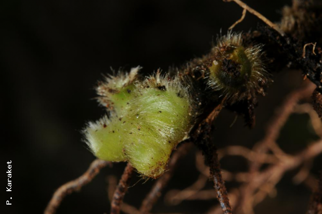 Growing tip of rhizome