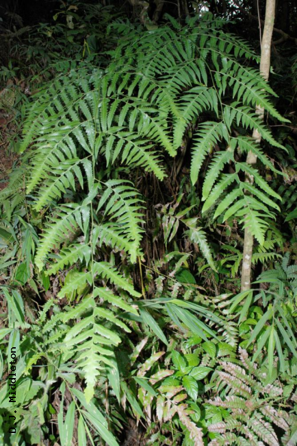 Habit