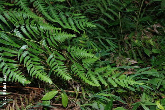 Frond apex