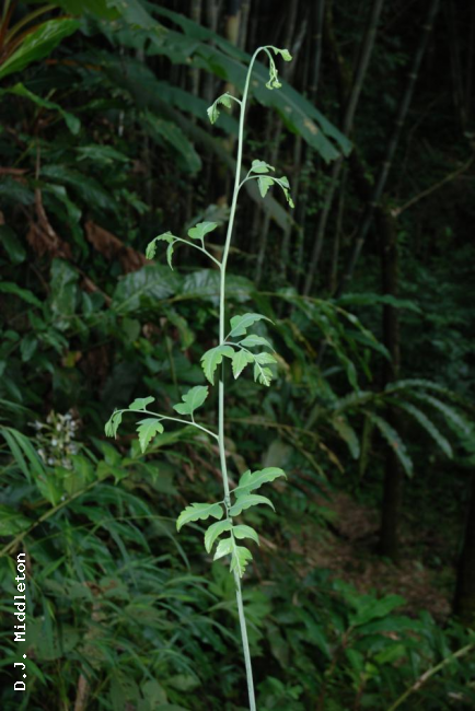 Young frond