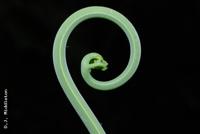 Crozier