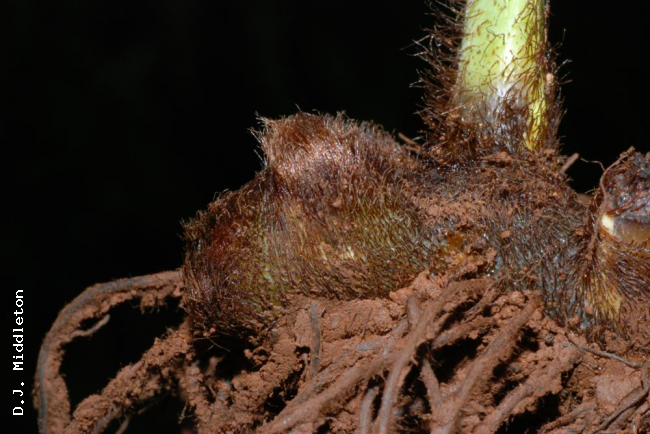 Scales on rhizome