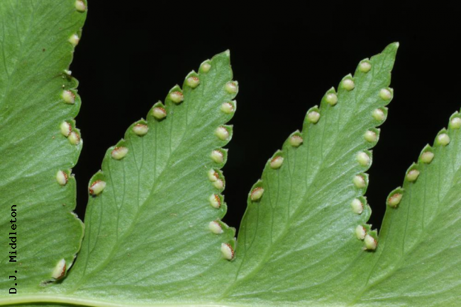 Pinnule margin