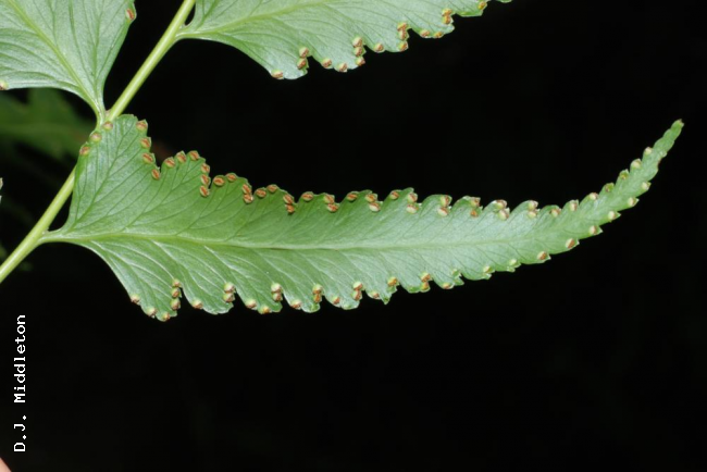 Lower surface of pinnule