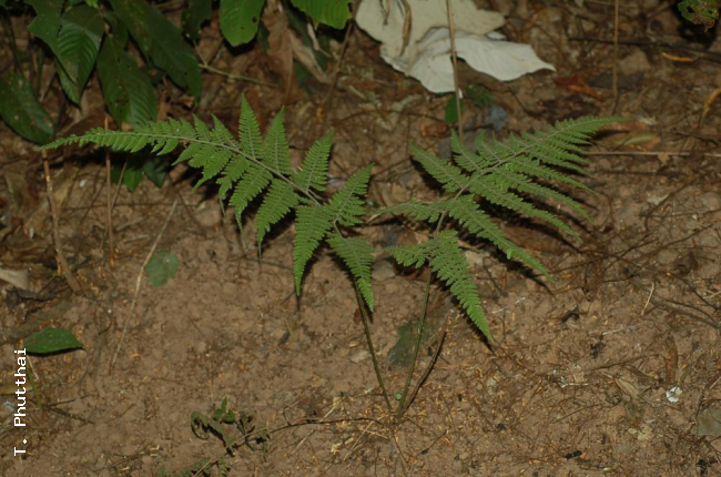 Habit