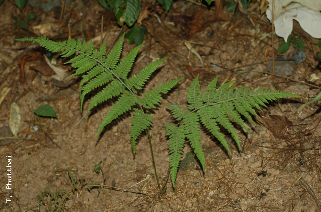 Habit