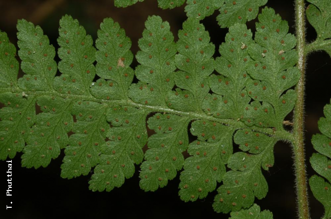 Lower surface of lamina