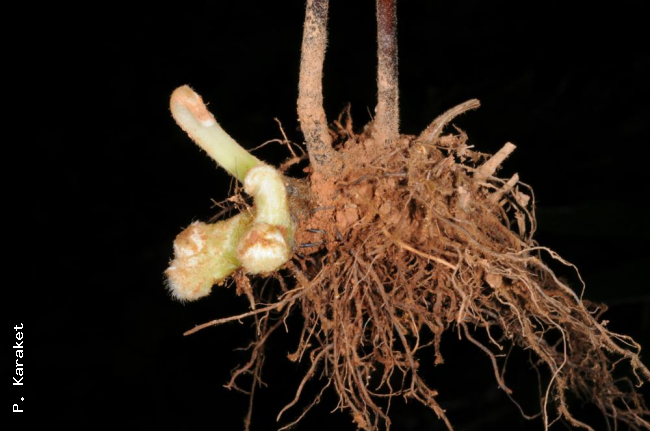Rhizome