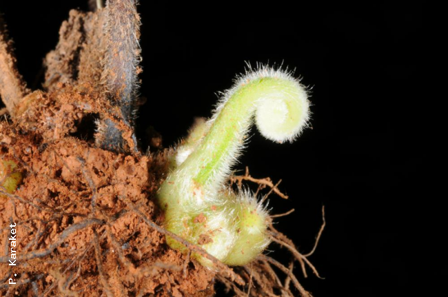 Crozier