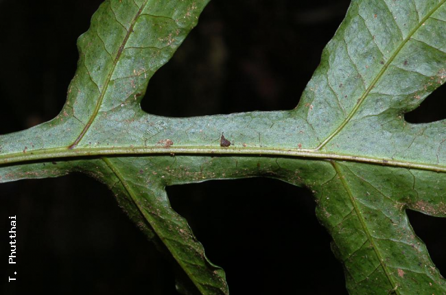 Winged rachis