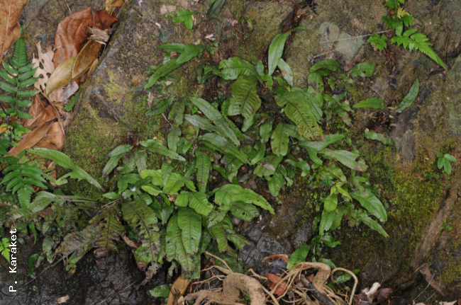 Habit