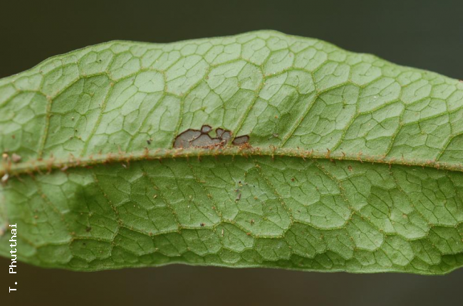 Lower frond surface