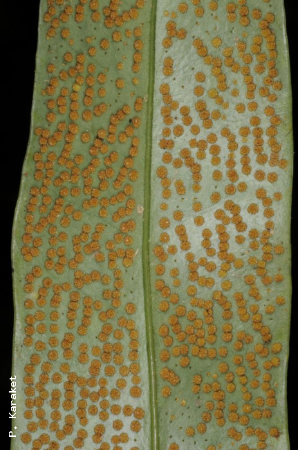 Lower frond surface with sori