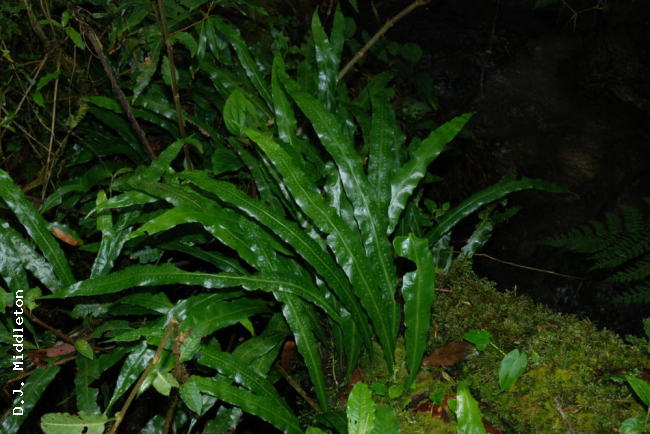 Habit
