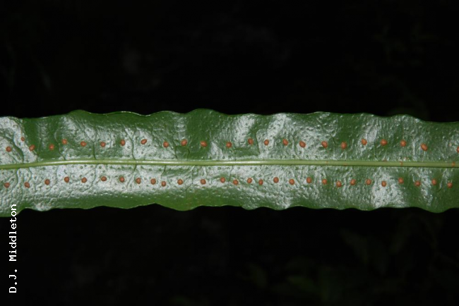Lower surface of frond