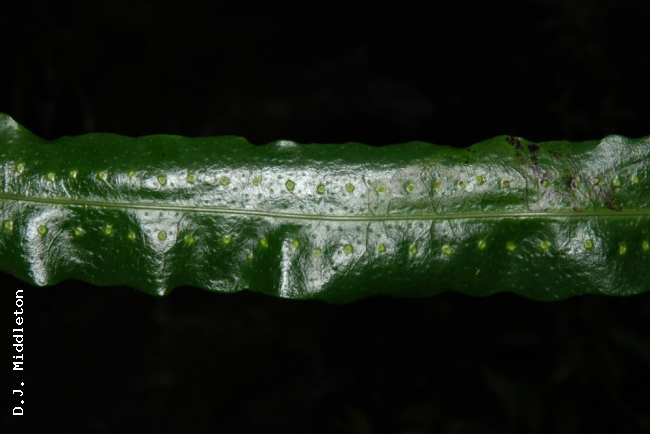 Upper surface of frond
