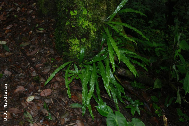 Habit