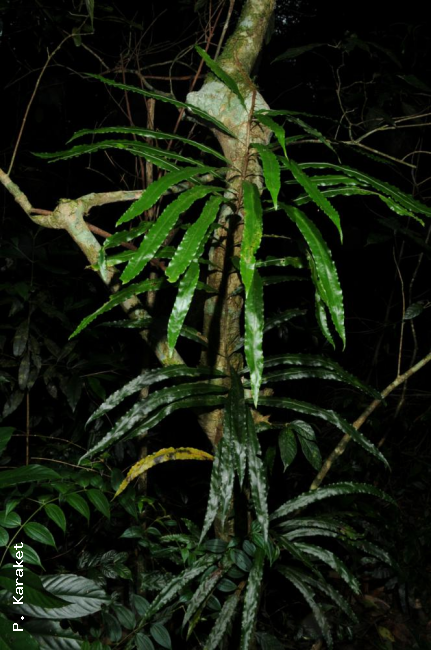 Climbing up treelet